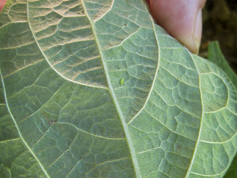 photo of Building a bean that resists leafhoppers image