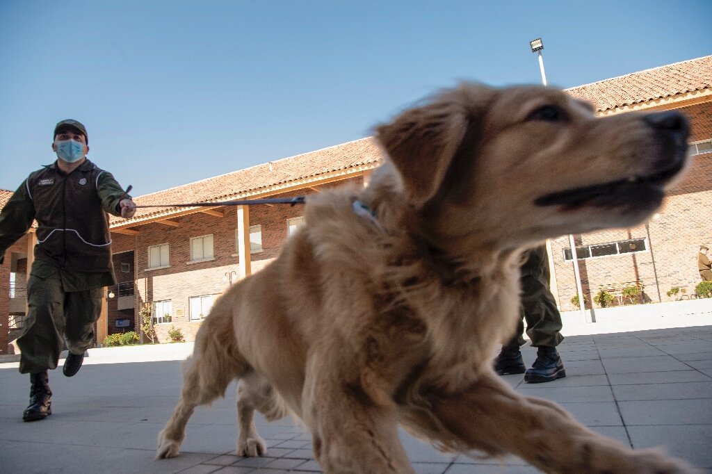 how do police train dogs