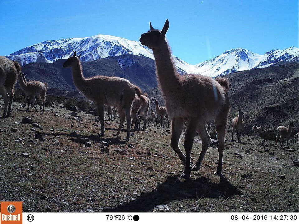 Conflict between ranchers and wildlife intensifies as climate change  worsens in Chile