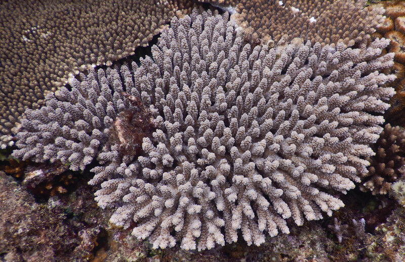 Coral larvae movement is paused in reaction to darkness