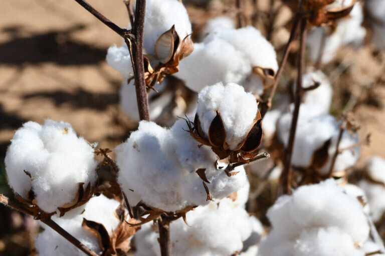 Cotton key player in water conservation in northern High Plains - Phys.org