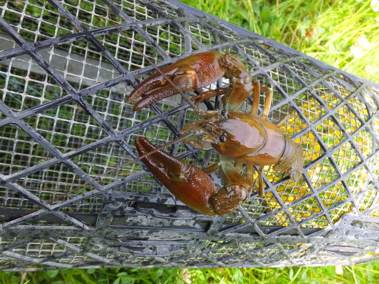 Crayfish Traps