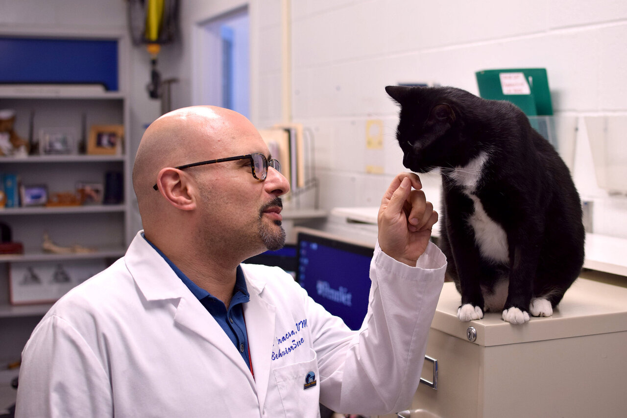 cat specialist veterinarian