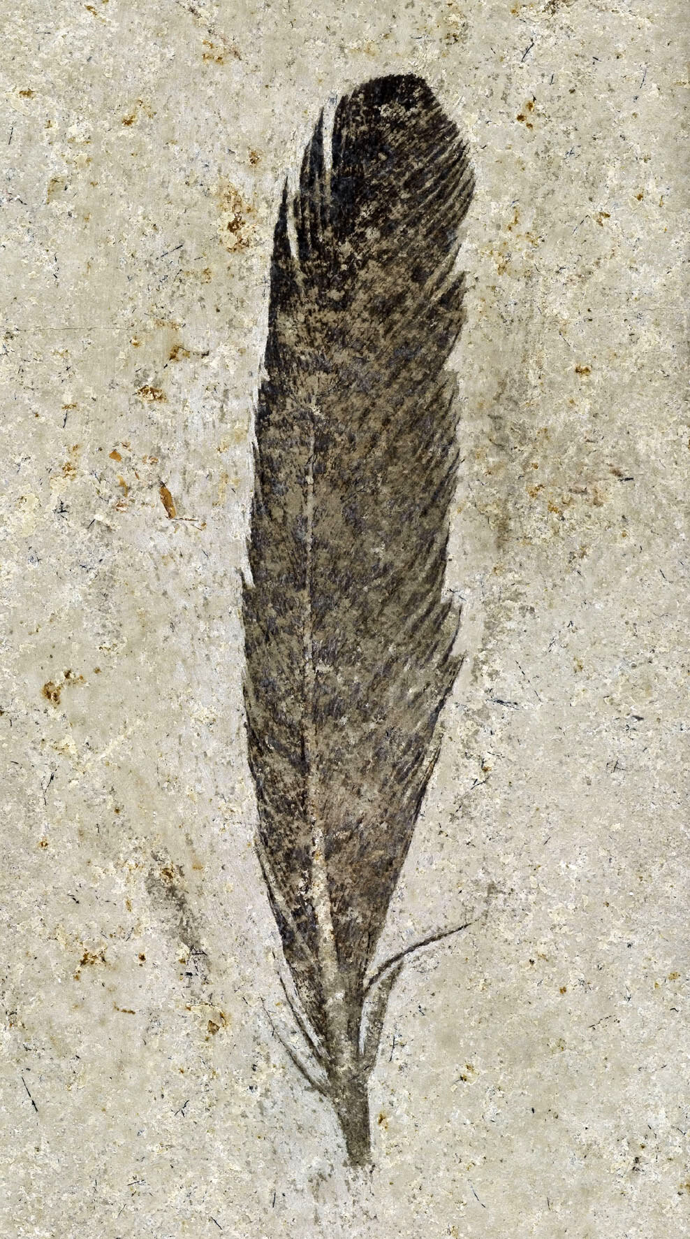 Dinosaur Feather Study Debunked: Overwhelming Evidence Supports ...