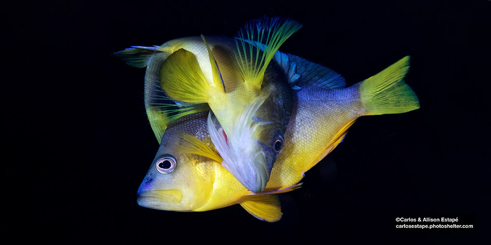 photo of Egg trading between hermaphroditic fish: Why would you give when you can just take? image