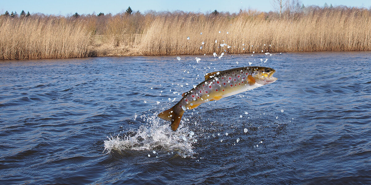 Following sea trout minute by minute