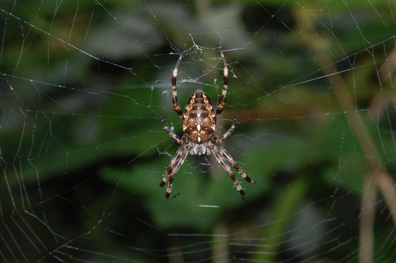 Araneus diadematus паук