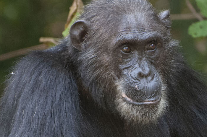 photo of For chimpanzees, salt and pepper hair not a marker of old age image