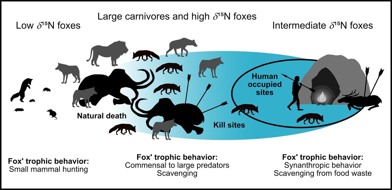 Foxes have been eating humans' leftovers for 42,000 years