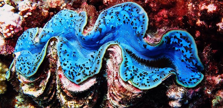 where do giant clams live