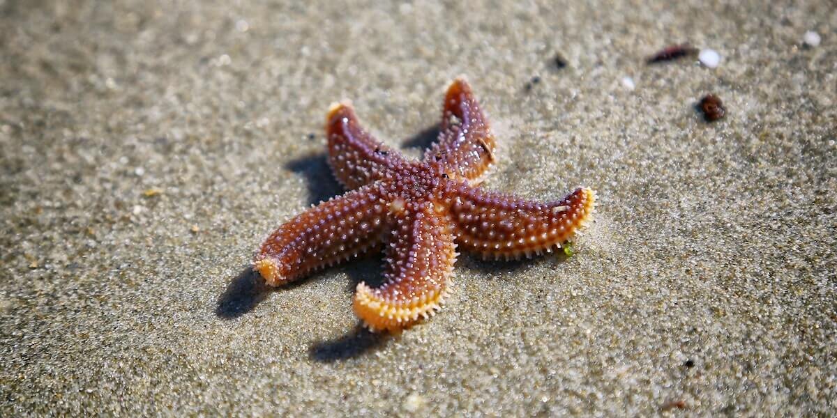 How do sea stars move without a brain? The answer could impact robotics and  more