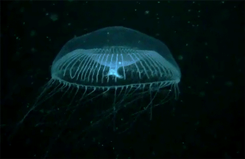 How glow-in-the-dark jellyfish inspired a scientific revolution