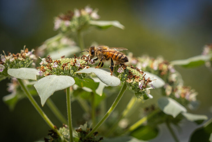 photo of Insecticides becoming more toxic to honey bees image