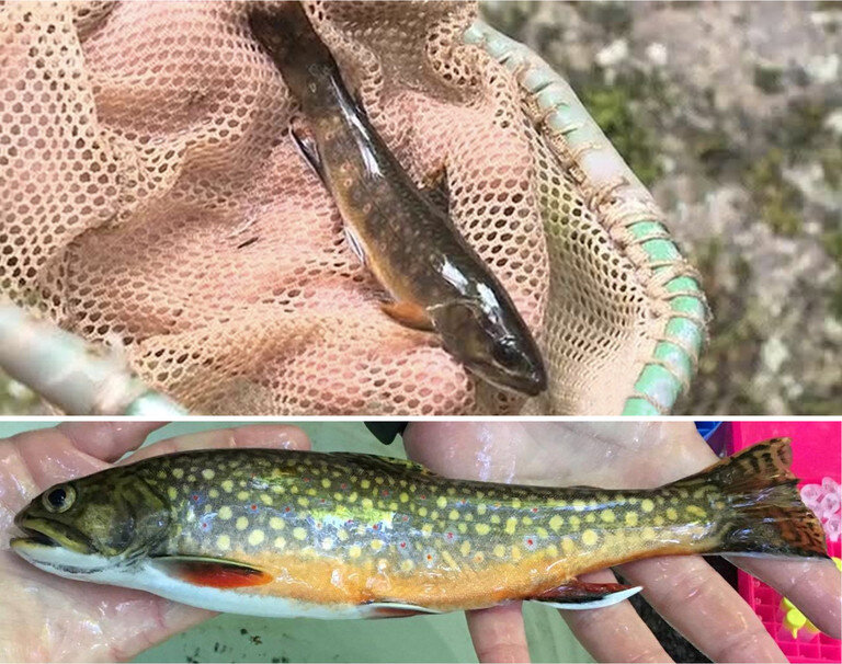 Brook Trout in Pa! Used my ice fishing rod for harder fights