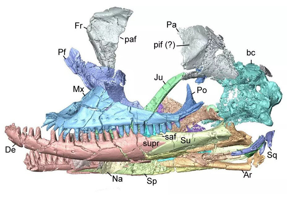 Lizard skull fossil is new and 'perplexing' extinct species
