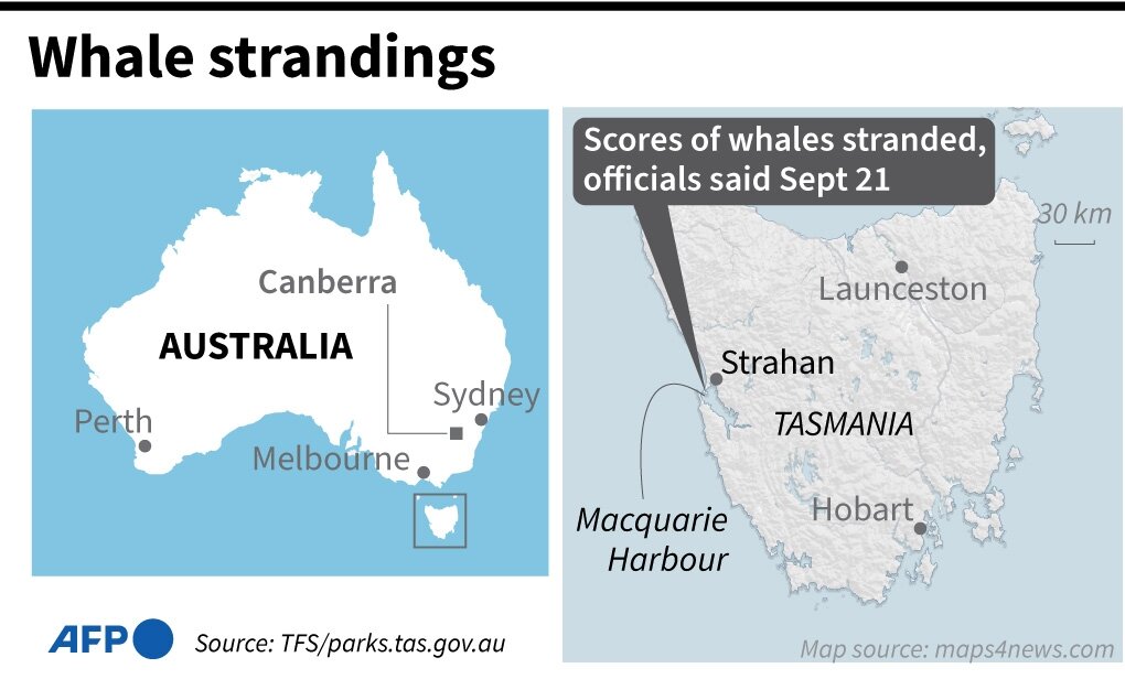 В Австралии на берег выбросились сотни дельфинов