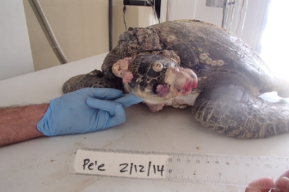 photo of Most rehabilitating sea turtles with infectious tumors don't survive image