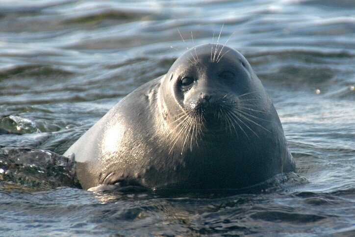 Mystery of Siberian freshwater seal food choice solved