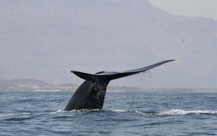 Southern fin whales have recovered to large numbers in the