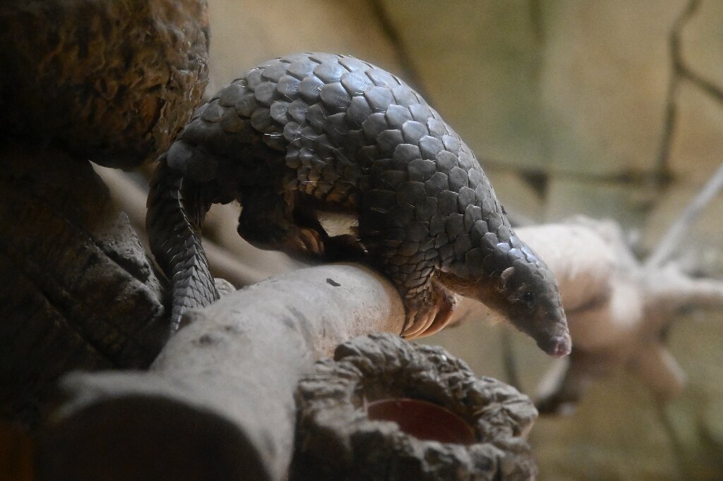 In an African forest, a fight to save the endangered pangolin