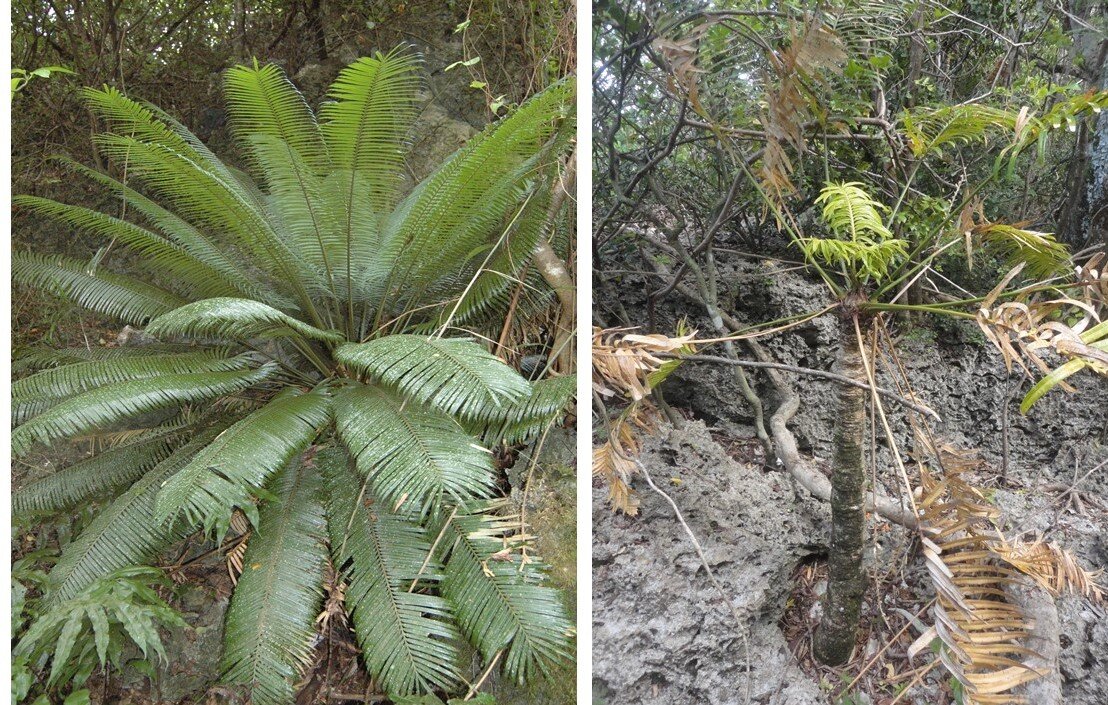 photo of Plant size and habitat traits influence cycad susceptibility to invasive species image