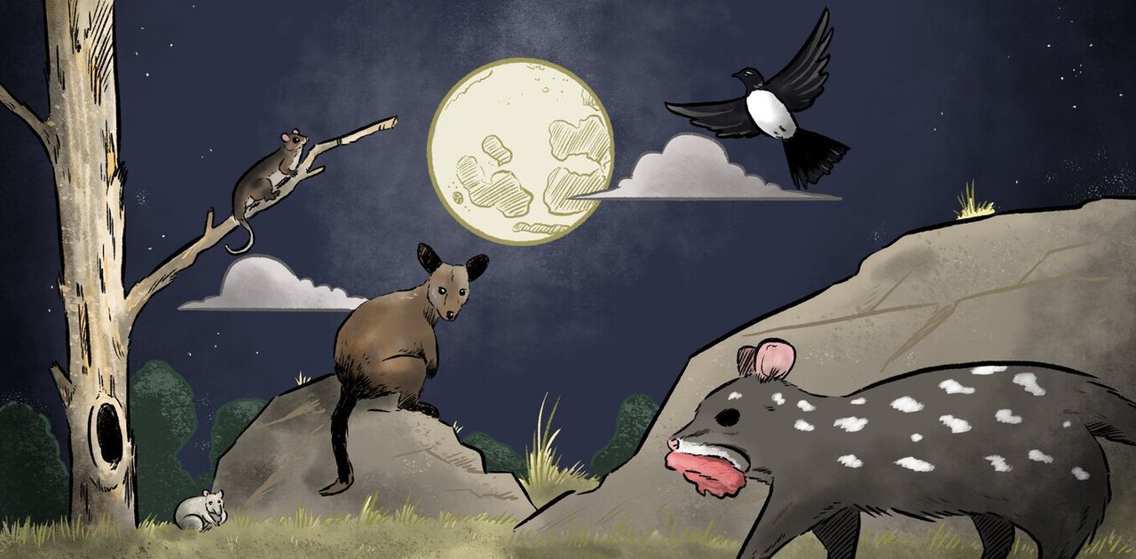 Predators, prey and moonlight singing: How phases of the Moon affect native  wildlife