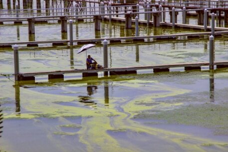 photo of Cyanobacteria problems will worsen if carbon concentrations continue to rise image