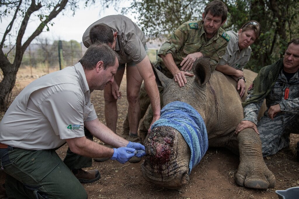 photo of South Africa cuts rhino poaching by half: minister image