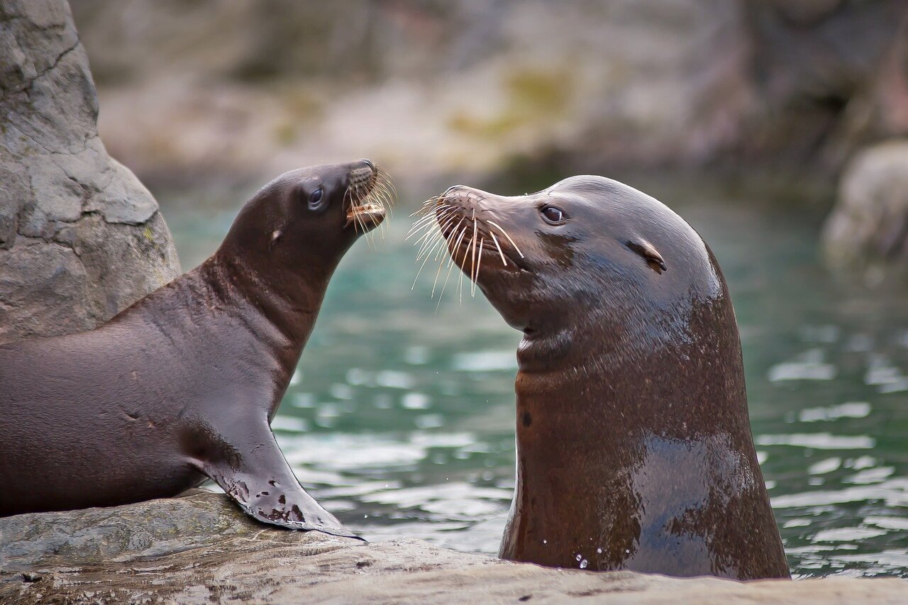 New peril for California beachgoers: aggressive, biting sea lions