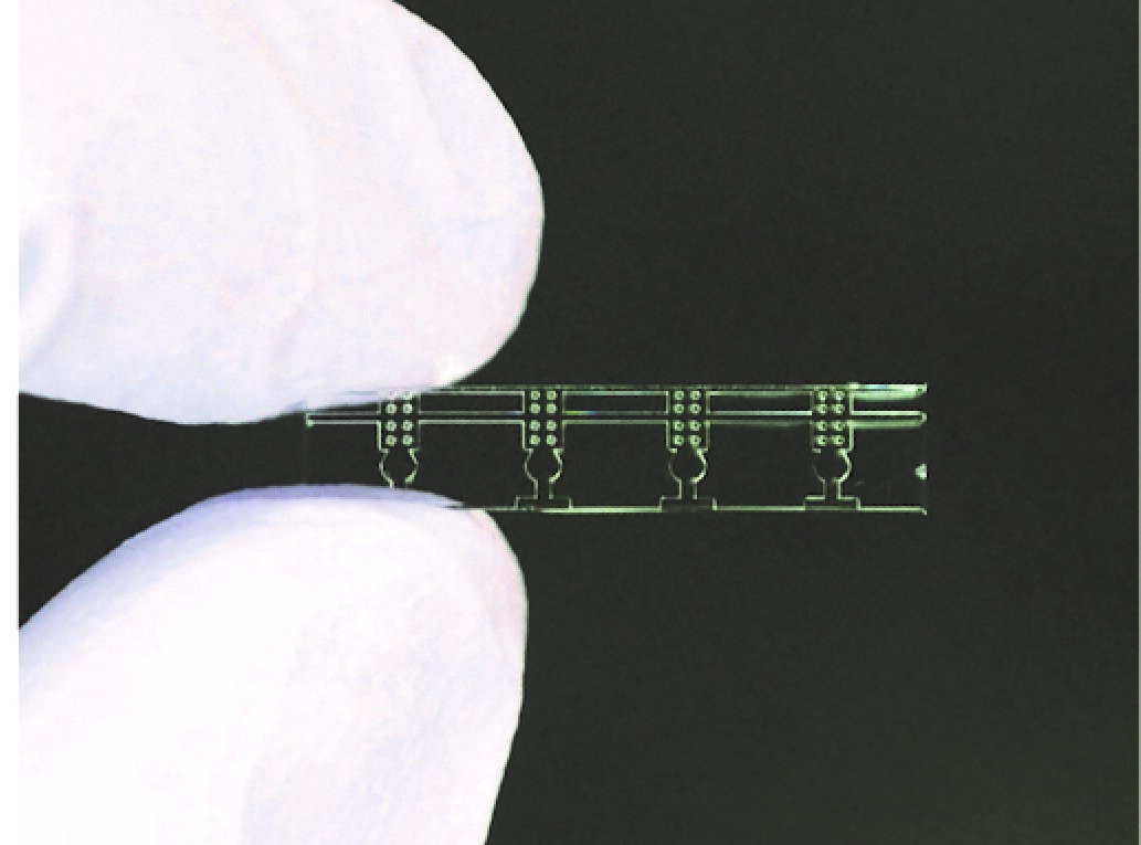 photo of Small see-through container improves plant micrografting image