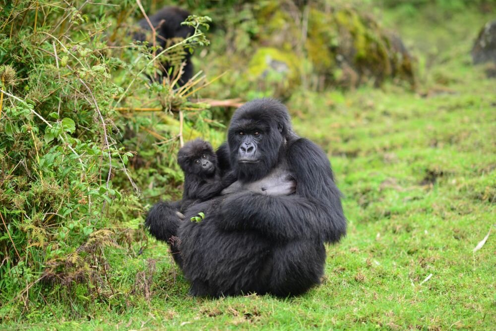 photo of Social status, not size, determines reproductive success for female mountain gorillas image