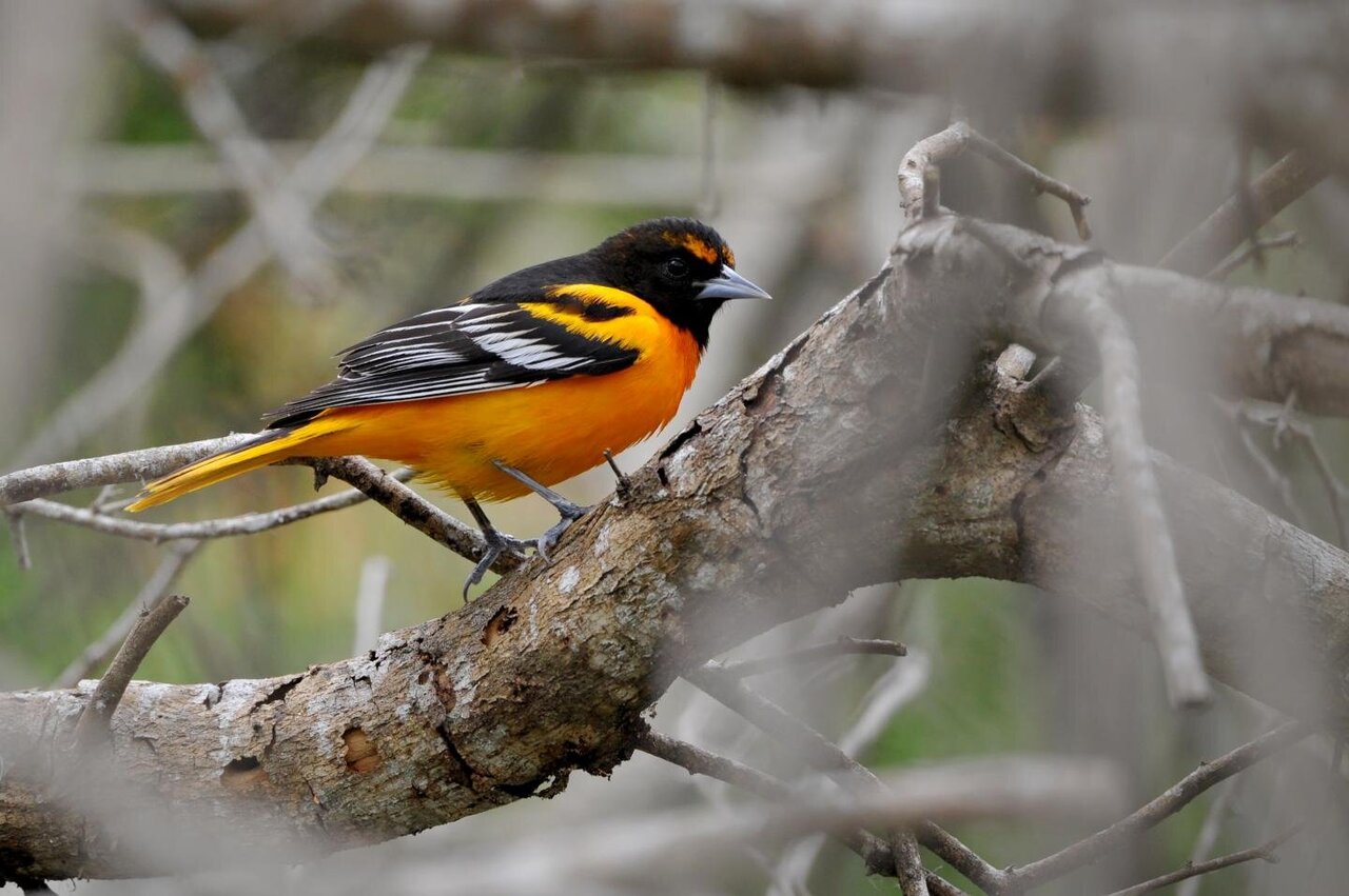 Scientists Say Oriole Hybridization Is a Dead End