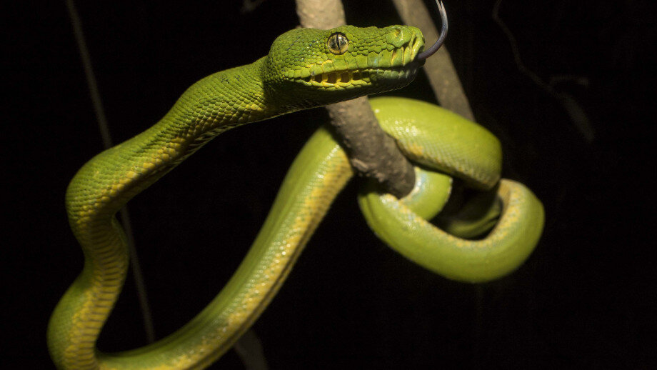 Study plots pythons' in Australia