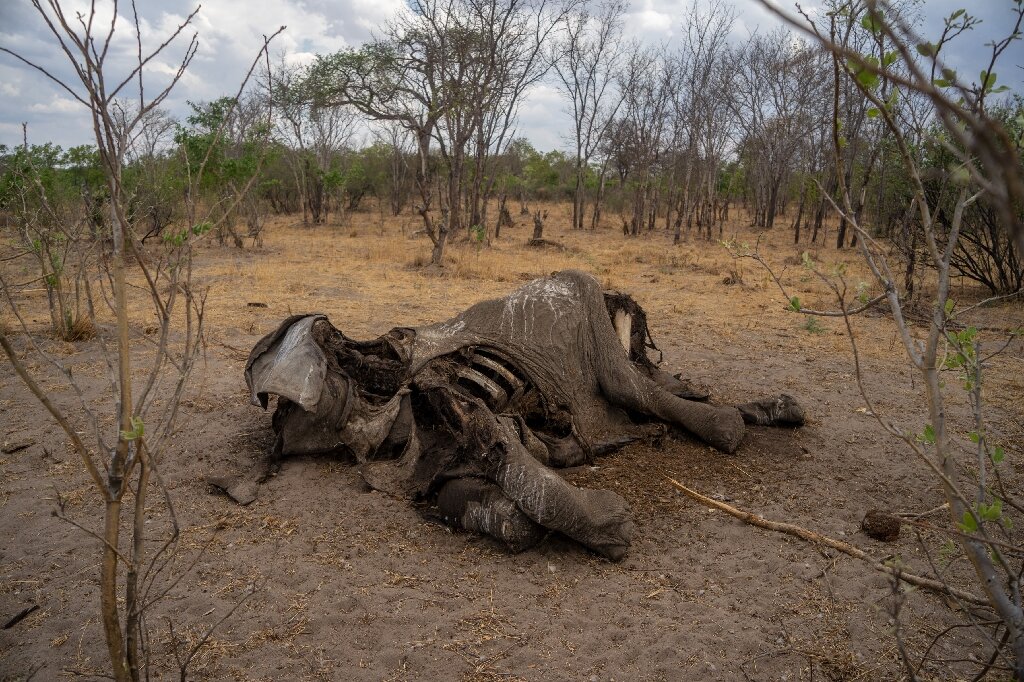 Drought ignites human-wildlife conflict in Zimbabwe