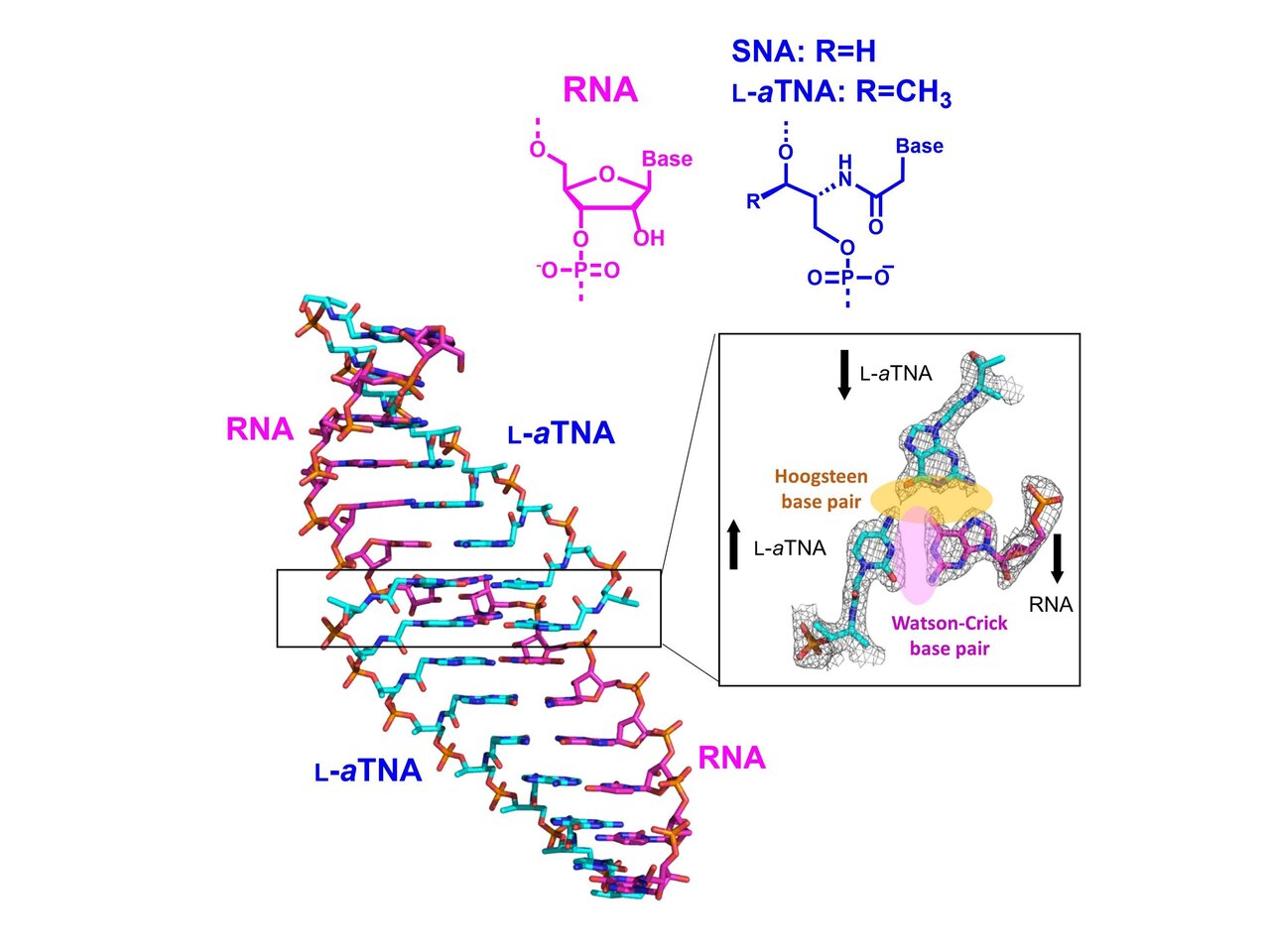RNA. RNA natural. Xeno Nucleic acid. Nucleic acid Double Helix.