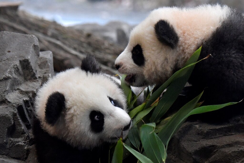 Berlin Zoo sends the first giant pandas born in Germany to China