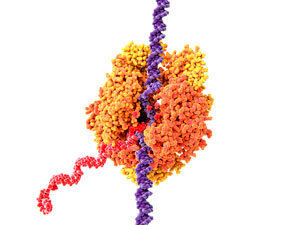 photo of The molecules responsible for transcriptional bursting image
