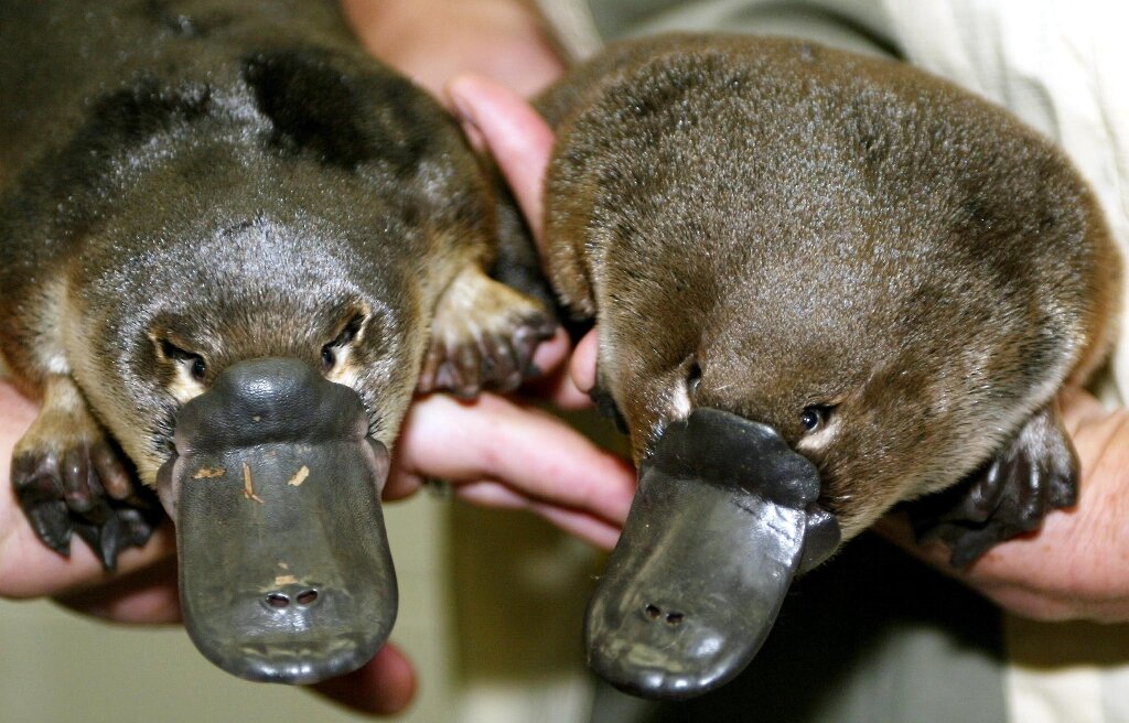 Climate change pushing Australia's platypus towards extinction: researchers