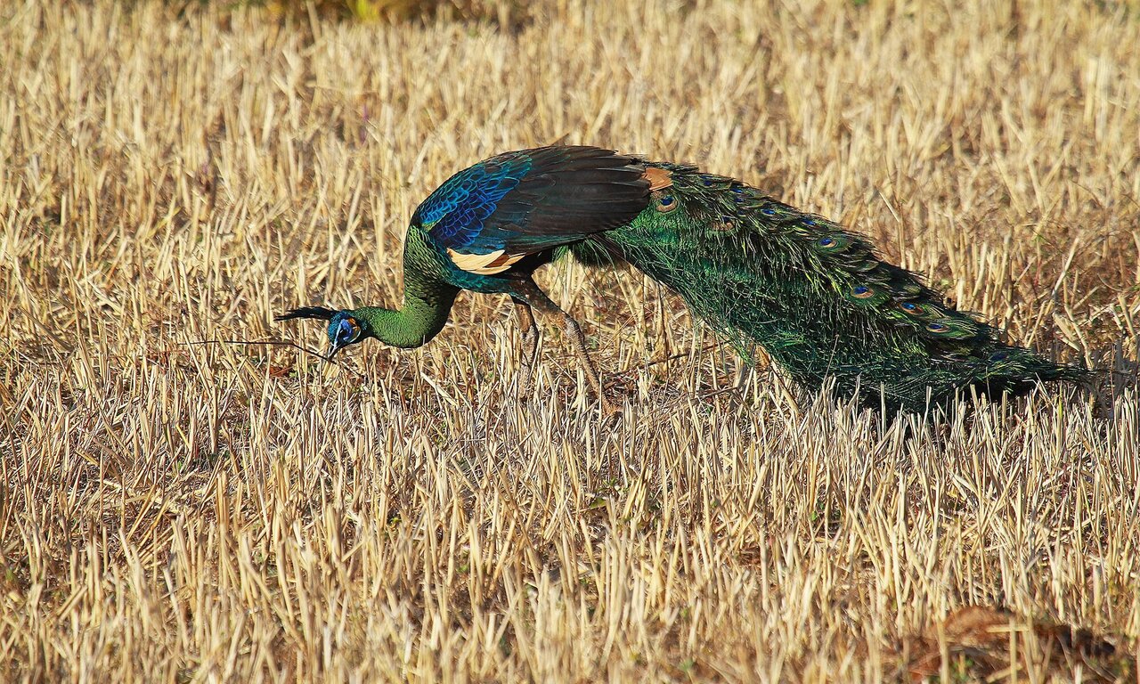 The Unlikely Story Of The Green Peafowl