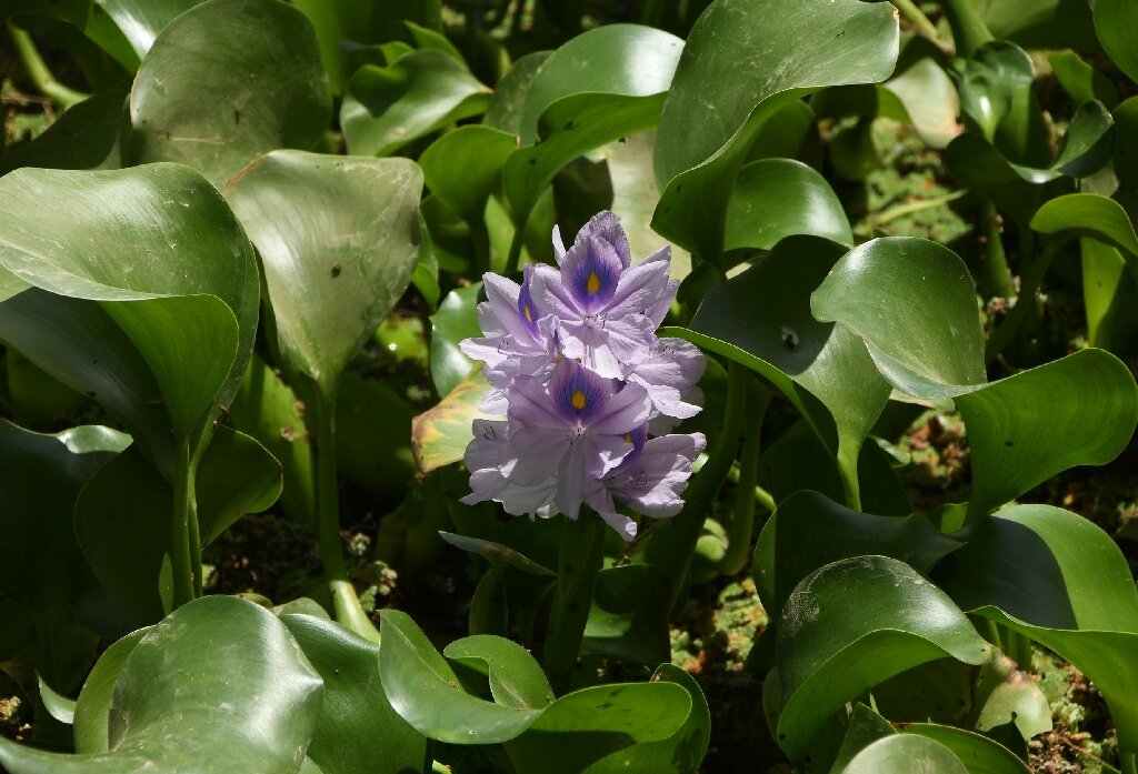 Water hyacinth pest chokes Iraq's vital waterways - Phys.org