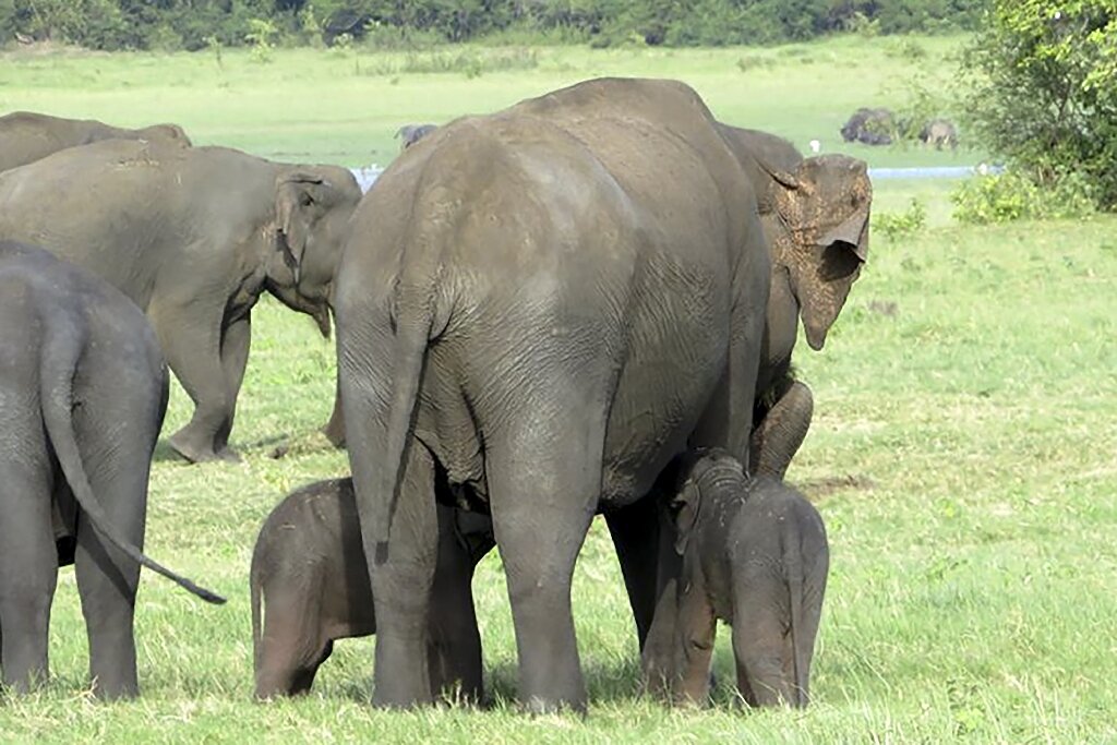 Sri Lanka Rangers Spot Possible Rare Baby Elephant Twins