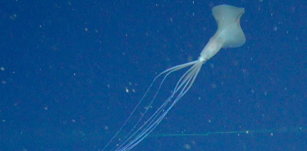 This Super Rare Squid Is A Deep Sea Mystery We Recently Spotted Not 1 But 5 In The Great Australian Bight