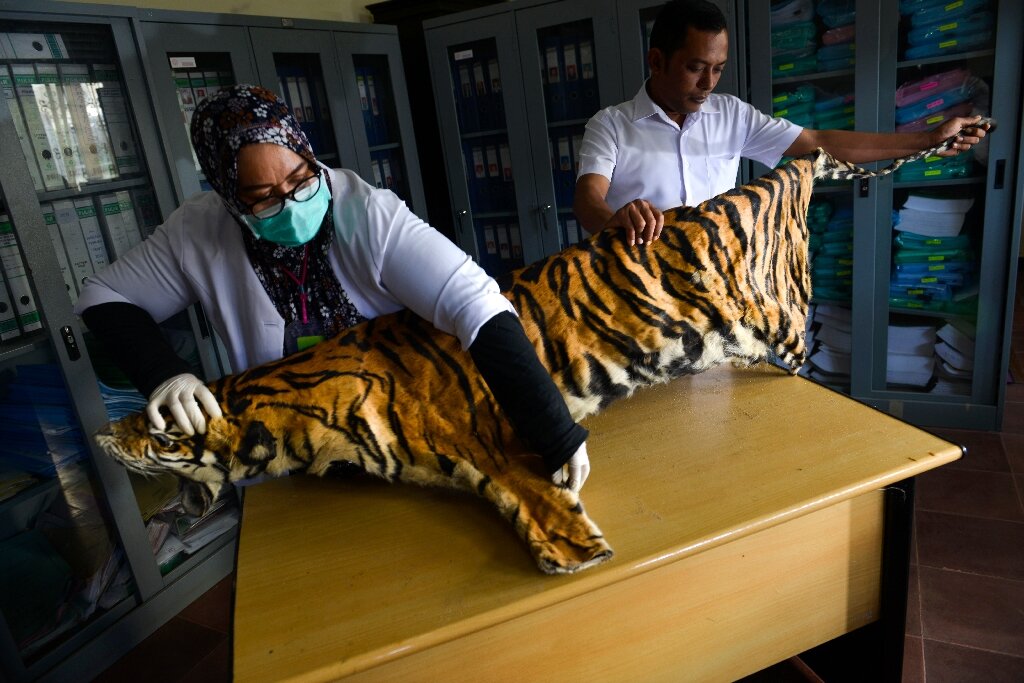 photo of Tiger, pangolin farming in Myanmar risks 'boosting demand' image