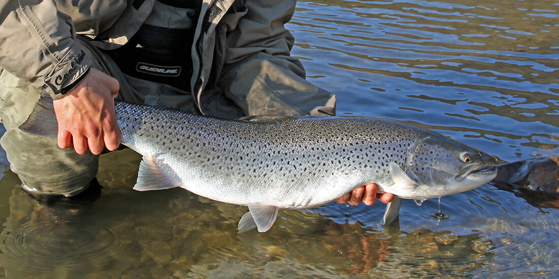 photo of Why aren't sea trout thriving anymore? image