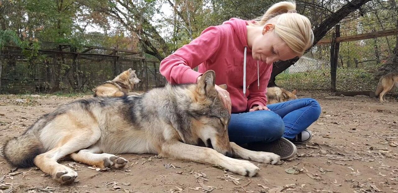 Wolves attached: Adult wolves miss their human handler in separation similar to dogs