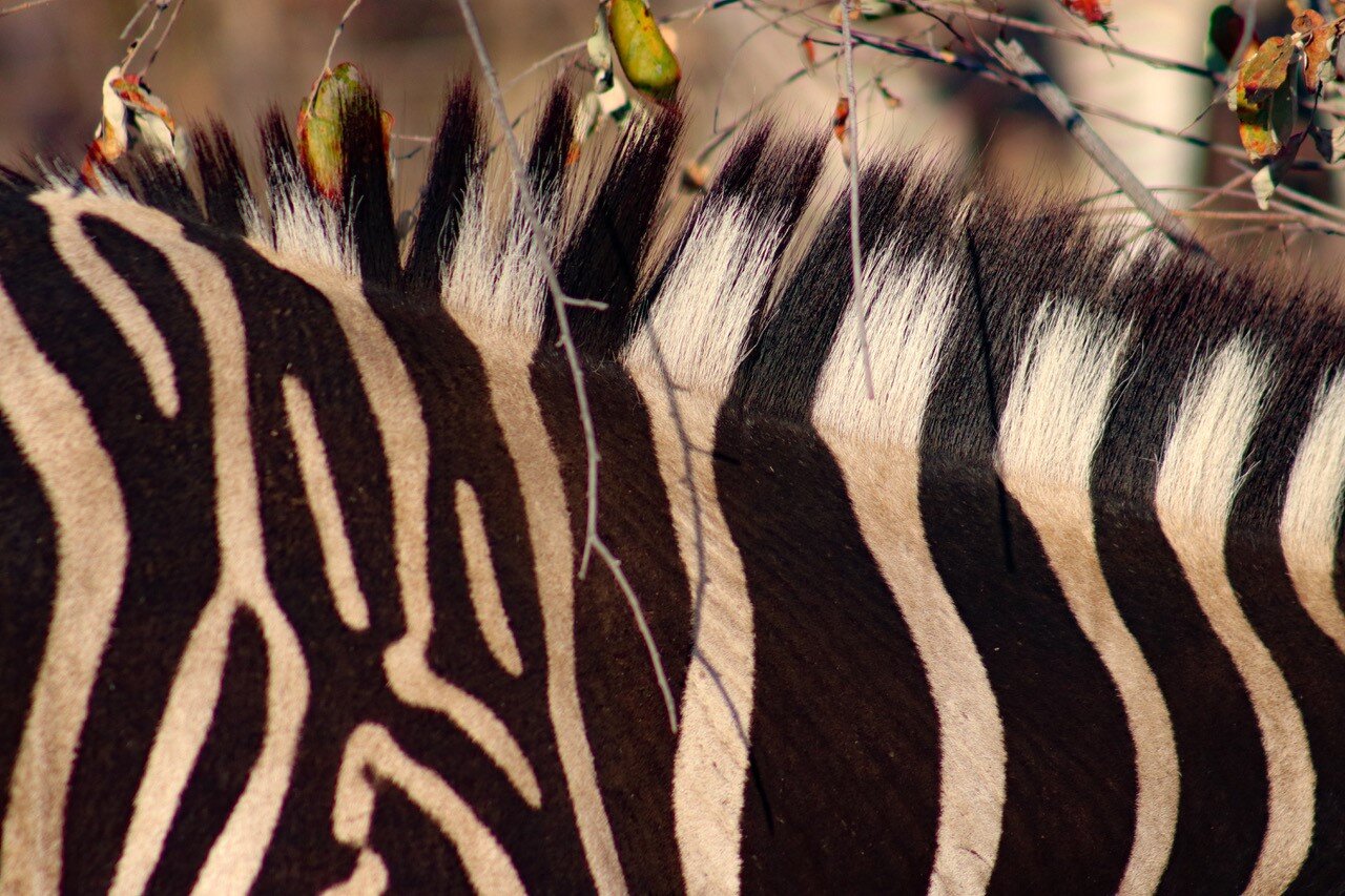 How did the zebra get its stripes?