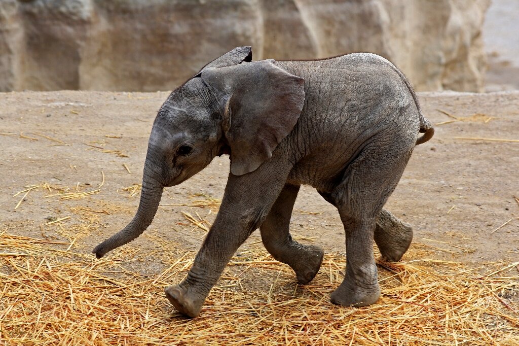 Mexican zoo live-streams birth of elephant named 'Zoom'