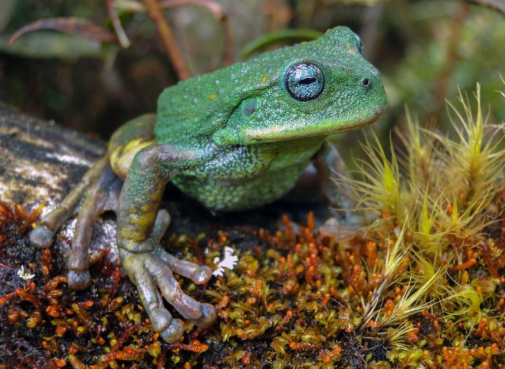 New species of frog unearthed in Peruvian Amazon jungle