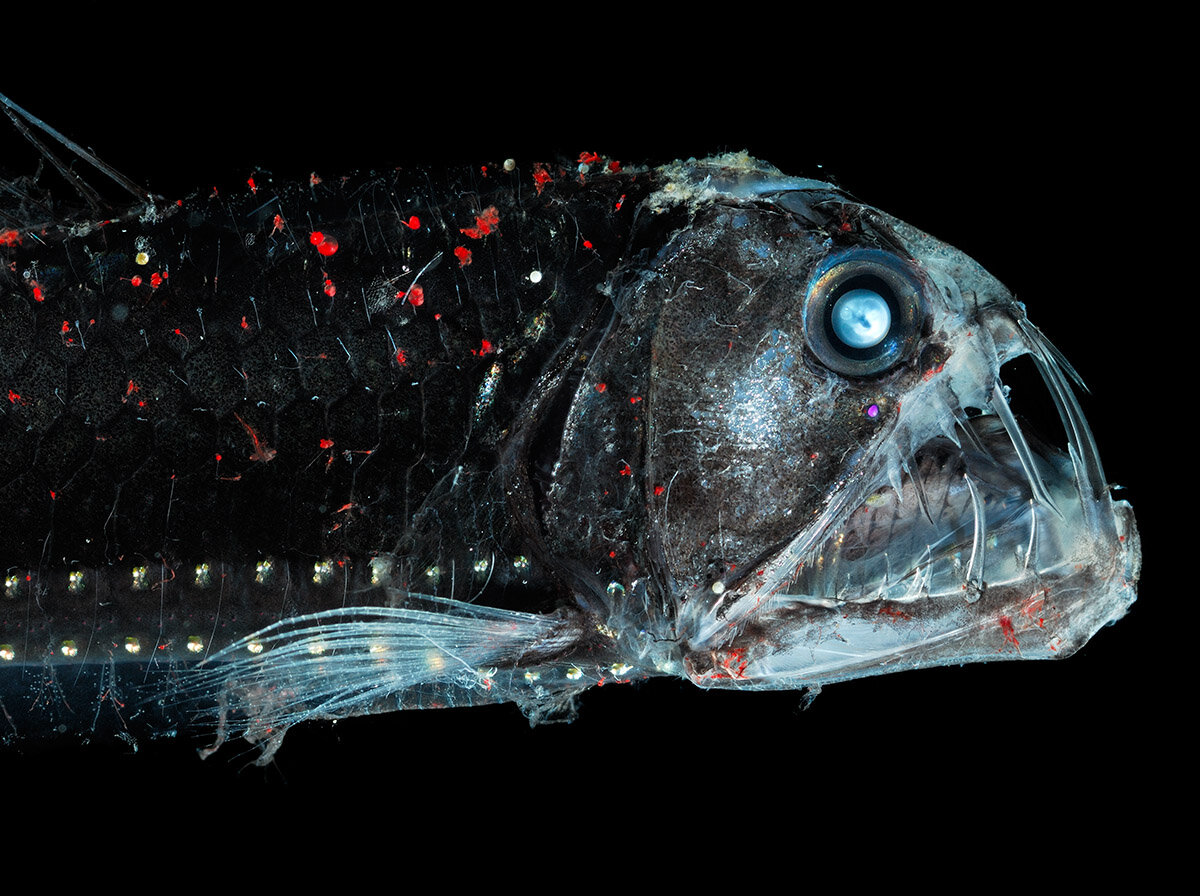Хаулиоды (Viperfish)