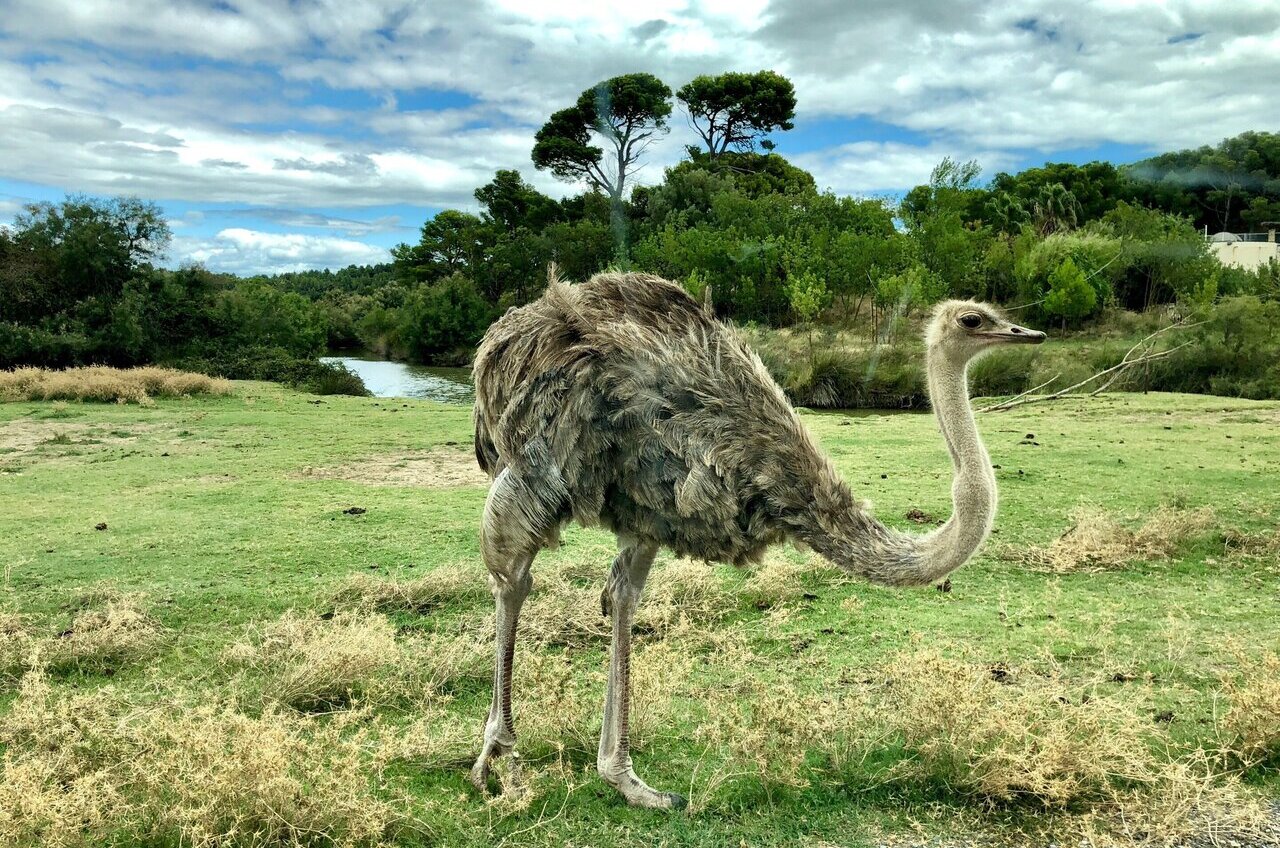 Temperature fluctuations over a 20-year period affect ostrich ...
